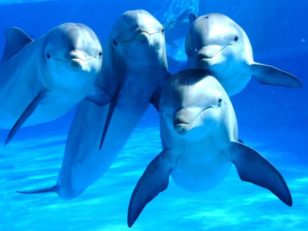 Delfines